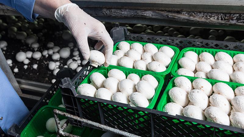 Accurate CO2 Measurement in the Food and Beverage Industry