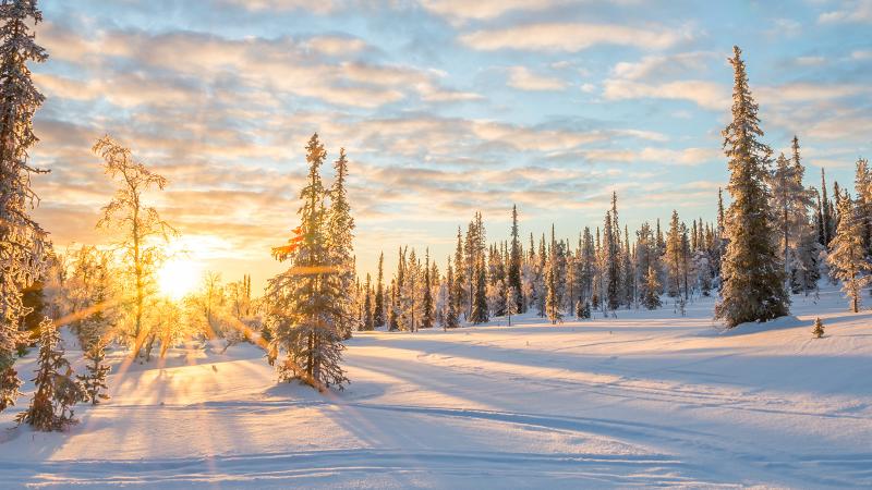 Winter forest