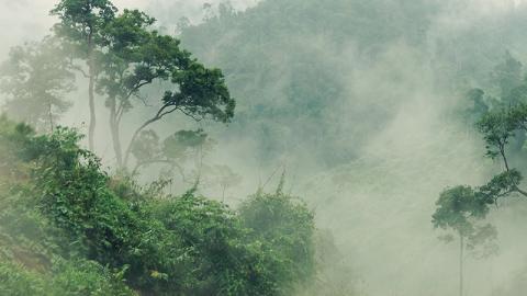 Misty-jungle-forest