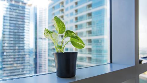Indoor Air Quality in Office Buildings