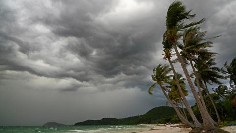 Palm trees in hurricane winds