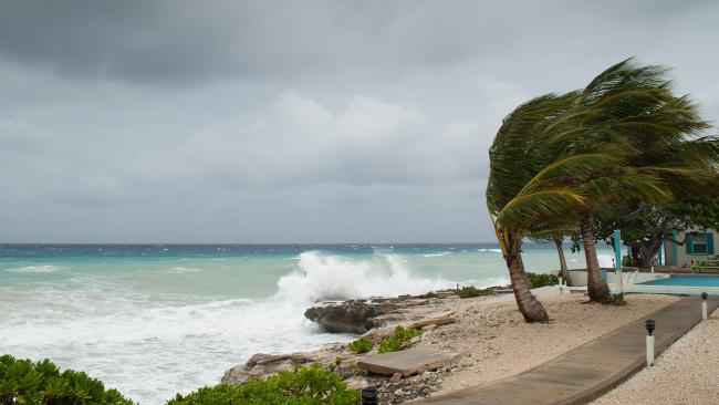 Palm trees in hurricane winds
