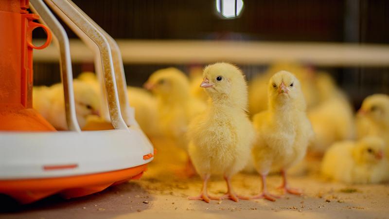 Baby chickens